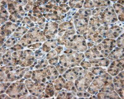 Immunohistochemistry-Paraffin: RDH11 Antibody (1B4) [NBP2-02431] - Staining of paraffin-embedded pancreas tissue using anti-RDH11 mouse monoclonal antibody.