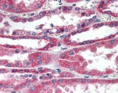 Immunohistochemistry-Paraffin: RDH11 Antibody [NBP1-40130] - Analysis of anti-RDH11 antibody with human kidney at concentration 5 ug/ml.