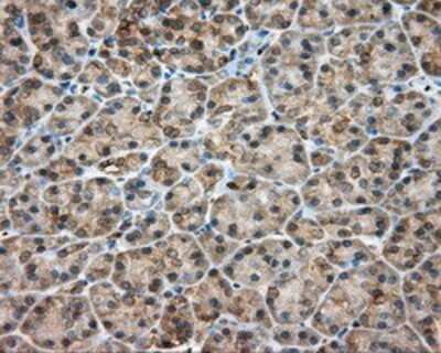 Immunohistochemistry: RDH11 Antibody (OTI1B4) - Azide and BSA Free [NBP2-73843] - Staining of paraffin-embedded pancreas tissue using anti-RDH11 mouse monoclonal antibody.