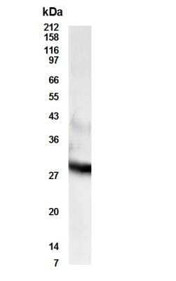 Western Blot RDH11 Antibody - BSA Free