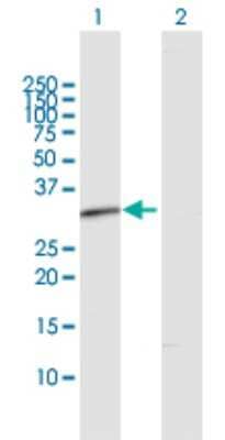 Western Blot: RDH12 Antibody [H00145226-D01P] - Analysis of RDH12 expression in transfected 293T cell line by RDH12 polyclonal antibody.Lane 1: RDH12 transfected lysate(35.10 KDa).Lane 2: Non-transfected lysate.