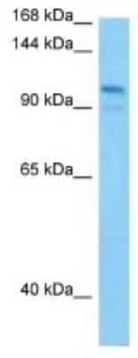 Western Blot: RECK Antibody [NBP3-10279] - Western blot analysis of RECK in Mouse Skeletal Muscle lysates. Antibody dilution at 1ug/ml