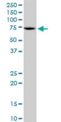 Western Blot: RECQ1 Antibody [H00005965-B01P] - RECQL MaxPab polyclonal antibody. Western Blot analysis of RECQL expression in Hela NE.