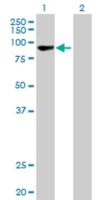Western Blot: RECQ1 Antibody [H00005965-B01P] - Analysis of RECQL expression in transfected 293T cell line by RECQL polyclonal antibody.  Lane 1: RECQL transfected lysate(71.39 KDa). Lane 2: Non-transfected lysate.