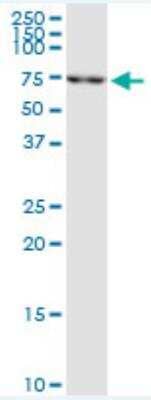Western Blot: RECQ1 Antibody [H00005965-D01P] - Expression in Hela S3 NE.