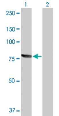 Western Blot: RECQ1 Antibody [H00005965-D01P] - Analysis of RECQL expression in transfected 293T cell line by RECQL polyclonal antibody.Lane 1: RECQL transfected lysate(73.50 KDa).Lane 2: Non-transfected lysate.