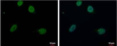 Immunocytochemistry/Immunofluorescence: RED Antibody [NBP2-20120] -  A549 cells were fixed in 4% paraformaldehyde at RT for 15 min. Green: RED protein stained by RED antibody diluted at 1:500. Blue: Hoechst 33342 staining. Scale bar = 10 um.