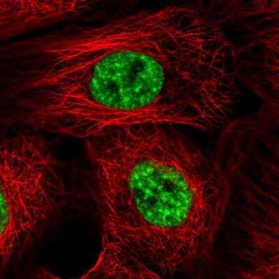 Immunocytochemistry/Immunofluorescence: RED Antibody [NBP2-38591] - Immunofluorescent staining of human cell line A-431 shows localization to nuclear speckles. Antibody staining is shown in green.