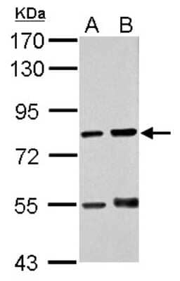 Western Blot RED Antibody