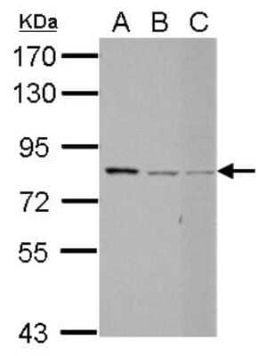 Western Blot RED Antibody