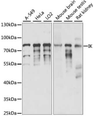 Western Blot: RED Antibody [NBP2-94615] - Analysis of extracts of various cell lines, using RED .Exposure time: 15S.