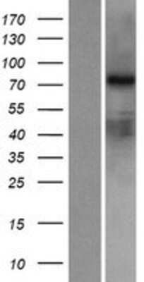 Western Blot RED2 Overexpression Lysate