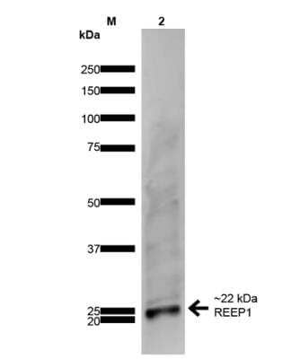 Western Blot: REEP1 Antibody (S345-51) [NBP2-59312] - Analysis of Rat Brain showing detection of ~22 kDa REEP1 protein using Mouse Anti-REEP1 Monoclonal Antibody, Clone S345-51.  Lane 1: MW Ladder. Lane 2: Rat Brain. Load: 20 ug . Block: 2% GE Healthcare Blocker for 1 hour at RT. Primary Antibody: Mouse Anti-REEP1 Monoclonal Antibody at 1:1000 for 16 hours at 4 degrees C. Secondary Antibody: Goat Anti-Mouse IgG: HRP at 1:200 for 1 hour at RT. Color Development: ECL solution for 6 min at RT. Predicted/Observed Size: ~22 kDa.