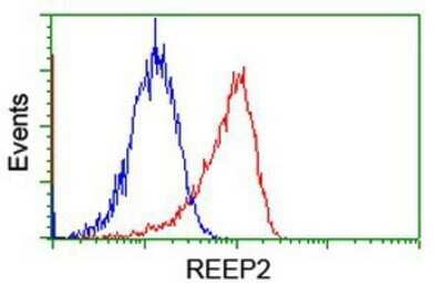 Flow Cytometry: REEP2 Antibody (OTI2C7) - Azide and BSA Free [NBP2-73849] - Analysis of Jurkat cells, using anti-REEP2 antibody, (Red), compared to a nonspecific negative control antibody (Blue).