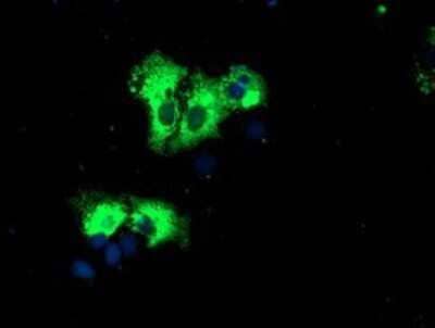 Immunocytochemistry/Immunofluorescence: REEP2 Antibody (OTI2C7) - Azide and BSA Free [NBP2-73849] - Staining of COS7 cells transiently transfected by pCMV6-ENTRY REEP2.