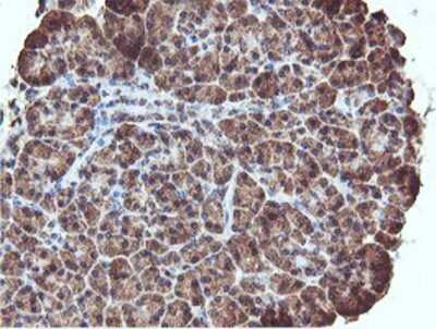 Immunohistochemistry: REEP2 Antibody (OTI2C7) - Azide and BSA Free [NBP2-73849] - Staining of paraffin-embedded Human pancreas tissue using anti-REEP2 mouse monoclonal antibody.