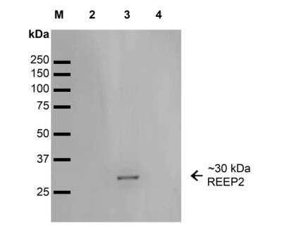 Western Blot: REEP2 Antibody (S326D-2) [NBP2-59313] - Analysis of COS-REEP2-His showing detection of ~ 30 kDa REEP2 protein using Mouse Anti-REEP2 Monoclonal Antibody, Clone S326D-2.  Lane 1: MW Ladder. Lane 2: COS-REEP1-His. Lane 3: COS-REEP2-His. Lane 4: COS-REEP6-His. Load: 15 ug protein. Block: 2% GE Healthcare Blocker for 1 hour at RT. Primary Antibody: Mouse Anti-REEP2 Monoclonal Antibody at 1:1000 for 16 hours at 4 degrees C. Secondary Antibody: Goat Anti-Mouse IgG: HRP at 1:200 for 1 hour at RT. Color Development: ECL solution for 6 min at RT. Predicted/Observed Size: ~ 30 kDa.
