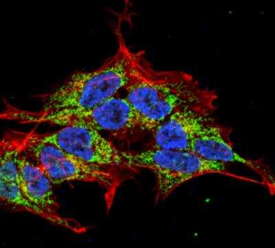 Immunocytochemistry/Immunofluorescence: REEP2 Antibody (S326D-29) [NBP2-59314] - Tissue: Neuroblastoma cell line SK-N-BE. Species: Human. Fixation: 4% Formaldehyde for 15 min at RT. Primary Antibody: Mouse Anti-REEP1/2 Monoclonal Antibody at 1:50 for 60 min at RT. Secondary Antibody: Goat Anti-Mouse ATTO 488 at 1:100 for 60 min at RT. Counterstain: Phalloidin Texas Red F-Actin stain; DAPI (blue) nuclear stain at 1:1000; 1:5000 for 60 min RT, 5 min RT. Localization: Mitochondrion, Mitochondrion Membrane, Endoplasmic Reticulum, Endoplasmic Reticulum Membrane. Magnification: 60X. 