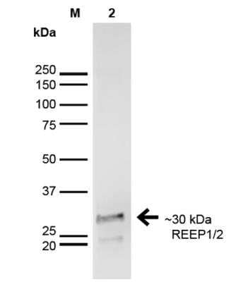 Western Blot: REEP2 Antibody (S326D-29) [NBP2-59314] -  Analysis of Rat Brain showing detection of ~30 kDa REEP1-2 protein using Mouse Anti-REEP1-2 Monoclonal Antibody, Clone S326D-29.  Lane 1: MW Ladder. Lane 2: Rat Brain. Load: 20 ug . Block: 2% GE Healthcare Blocker for 1 hour at RT. Primary Antibody: Mouse Anti-REEP1-2 Monoclonal Antibody at 1:1000 for 16 hours at 4 degrees C. Secondary Antibody: Goat Anti-Mouse IgG: HRP at 1:200 for 1 hour at RT. Color Development: ECL solution for 6 min at RT. Predicted/Observed Size: ~30 kDa. Other Band(s): ~22 kDa.