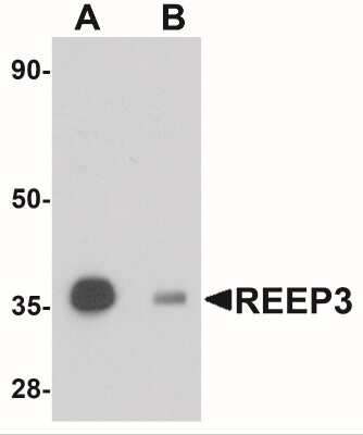 Western Blot: REEP3 Antibody [NBP1-77105] - Rat heart tissue lysate at 1 ug/mL in (A) the absence and (B) the presence of blocking peptide.