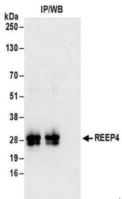 Immunoprecipitation REEP4 Antibody - BSA Free