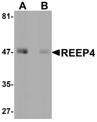 Western Blot REEP4 Antibody - BSA Free