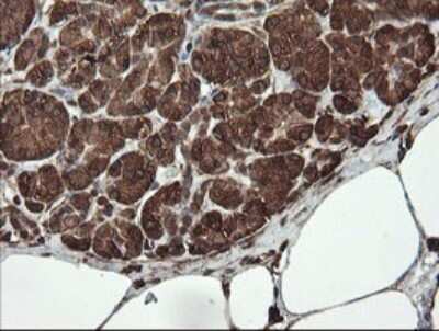 Immunohistochemistry: REEP5 Antibody (4D2) [NBP2-45945] - Analysis of Human pancreas tissue. (Heat-induced epitope retrieval by 10mM citric buffer, pH6.0, 120C for 3min)