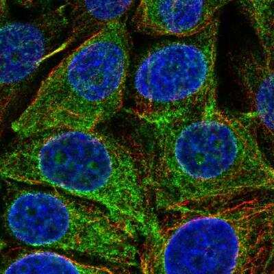 Immunocytochemistry/Immunofluorescence: REEP5 Antibody [NBP2-56980] - Staining of human cell line MCF7 shows localization to endoplasmic reticulum. Antibody staining is shown in green.