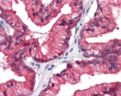 Immunohistochemistry-Paraffin: REEP5 Antibody [NBP1-44260] - Analysis of human, prostate.
