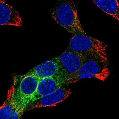 Immunocytochemistry/Immunofluorescence: REEP6 Antibody [NBP2-37919] - Staining of human cell line Hep G2 shows localization to endoplasmic reticulum.