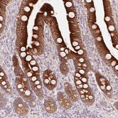 Immunohistochemistry-Paraffin: REEP6 Antibody [NBP2-37919] - Staining of human duodenum shows high expression.