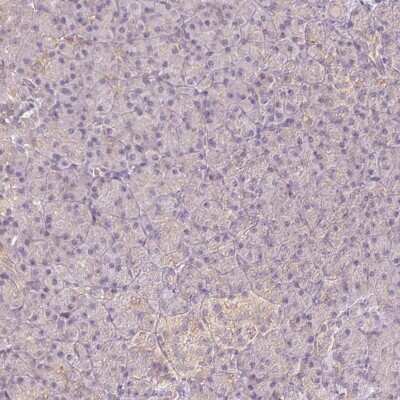 Immunohistochemistry-Paraffin: REEP6 Antibody [NBP2-37919] - Staining of human pancreas shows low expression as expected.