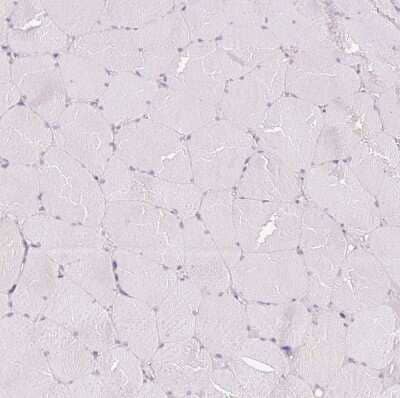 Immunohistochemistry-Paraffin: REEP6 Antibody [NBP2-37919] - Staining of human skeletal muscle shows no positivity in myocytes as expected.