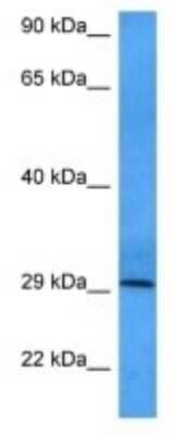 Western Blot RELL2 Antibody - BSA Free