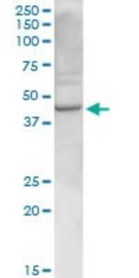 Western Blot: RELT/TNFRSF19L Antibody [H00084957-D01P] - Analysis of RELT expression in mouse kidney.