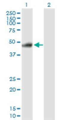 Western Blot: RELT/TNFRSF19L Antibody [H00084957-D01P] - Analysis of RELT expression in transfected 293T cell line by RELT polyclonal antibody.Lane 1: RELT transfected lysate(46.10 KDa).Lane 2: Non-transfected lysate.