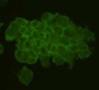 Immunocytochemistry/Immunofluorescence: REM2 Antibody [NBP2-67107] - Staining of Rem2 antibody stained F9 cells. The secondary antibody (green) was goat anti-rabbit IgG (H+L) FITC conjugated.