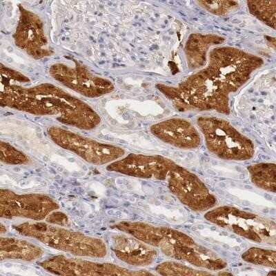 Immunohistochemistry-Paraffin: RENBP Antibody [NBP1-80852] - Staining of human kidney shows strong nuclear and cytoplasmic positivity in tubule cells.