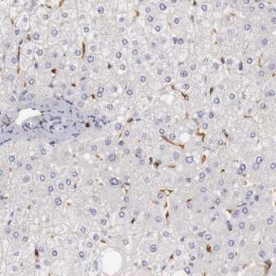 Immunohistochemistry-Paraffin: RENBP Antibody [NBP1-80852] - Staining of human liver shows low expression as expected.