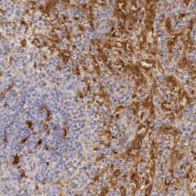 Immunohistochemistry-Paraffin: RENBP Antibody [NBP1-80852] - Staining of human spleen shows high expression.