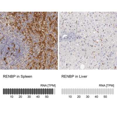 <b>Orthogonal Strategies Validation. </b>Immunohistochemistry-Paraffin: RENBP Antibody [NBP1-80852] - Staining in human spleen and liver tissues using anti-RENBP antibody. Corresponding RENBP RNA-seq data are presented for the same tissues.