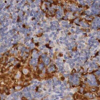 Immunohistochemistry-Paraffin: RENBP Antibody [NBP1-80852] - Staining of human lymph node.