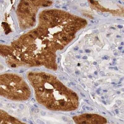 Immunohistochemistry-Paraffin: RENBP Antibody [NBP1-80852] - Staining of human kidney.