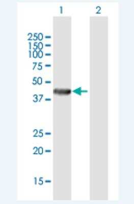 Western Blot: RENBP Antibody [H00005973-B01P-50ug] - Analysis of RENBP expression in transfected 293T cell line (H00005973-T01) by RENBP MaxPab polyclonal antibody.  Lane 1: RENBP transfected lysate(45.87 KDa). Lane 2: Non-transfected lysate.