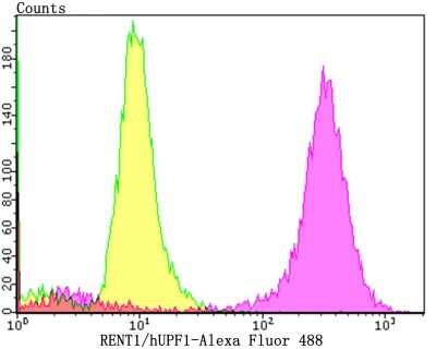 Flow Cytometry: RENT1/UPF1/hUPF1 Antibody (JG38-44) [NBP2-76842] - Flow cytometric analysis of PC-3M cells with hUPF1 antibody at 1/100 dilution (purple) compared with an unlabelled control (cells without incubation with primary antibody; yellow). Alexa Fluor 488-conjugated goat anti-rabbit IgG was used as the secondary antibody.