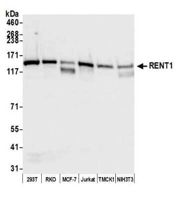 Western Blot: RENT1/UPF1/hUPF1 Antibody [NB100-370] - Detection of human RENT1 by western blot. Samples: Whole cell lysate (50 ug) from HEK293T, RKO, MCF-7, Jurkat, TMCK-1, and NIH 3T3 cells prepared using NETN lysis buffer. Antibody: Goat anti-RENT1 antibody NB100-370 used at 0.04 ug/ml. Detection: Chemiluminescence with an exposure time of 3 seconds.