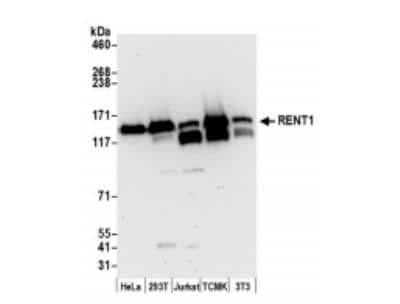 Western Blot: RENT1/UPF1/hUPF1 Antibody [NBP1-05967] - Whole cell lysate from HeLa, (15 ug), 293T, (15 ug), Jurkat, (15 ug), mouse TCMK-1, (50 ug), and mouse NIH3T3 (50 ug) cells prepared using NETN lysis buffer. Antibody: Affinity purified rabbit anti-RENT1 antibody  used for WB at 0.1 ug/ml. Detection: Chemiluminescence with an exposure time of 30 seconds.