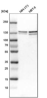 Western Blot: RENT1/UPF1/hUPF1 Antibody [NBP1-89641] - Analysis in mouse cell line NIH-3T3 and rat cell line NBT-II.