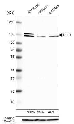 Western Blot: RENT1/UPF1/hUPF1 Antibody [NBP1-89641] - Analysis in A-549 cells transfected with control siRNA, target specific siRNA probe #1 and #2. Remaining relative intensity is presented. Loading control: Anti-GAPDH.