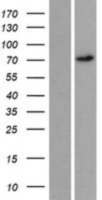 Western Blot: REPS2 Overexpression Lysate (Adult Normal) [NBP2-08414] Left-Empty vector transfected control cell lysate (HEK293 cell lysate); Right -Over-expression Lysate for REPS2.